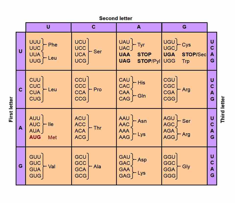 Genetic Code Table.